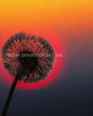 Анкета проститутки Тамара - метро Южное Бутово, возраст - 34